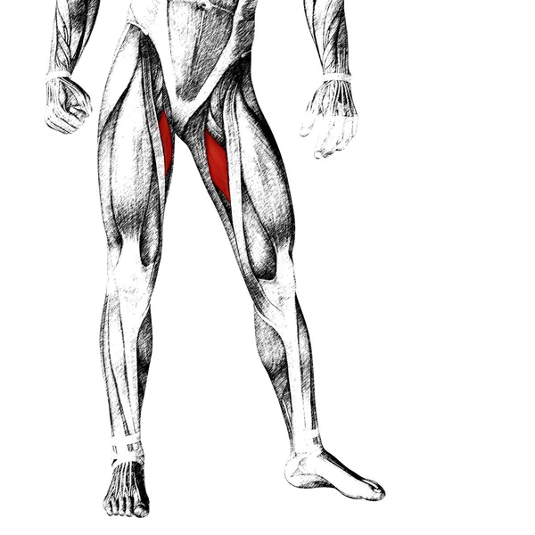 Anatomía de las piernas superiores humanas —  Fotos de Stock