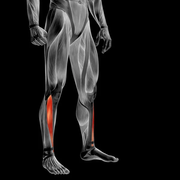 Concept or conceptual 3D human lower leg anatomy or anatomical and muscle isolated on black background — Stockfoto