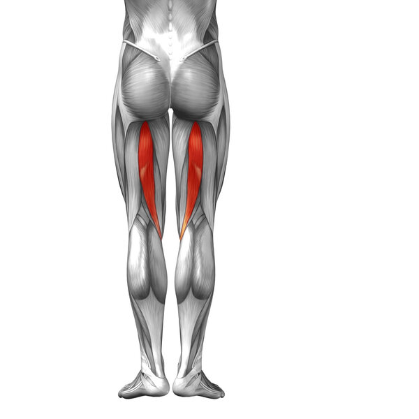 анатомия ног человека
