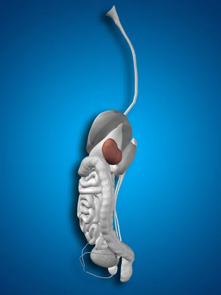 Anatomia do órgão do baço — Fotografia de Stock