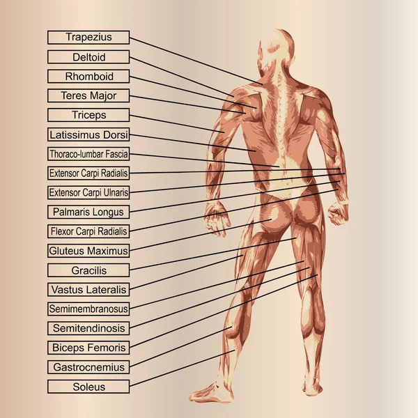 Uomo con muscoli e testo — Foto Stock