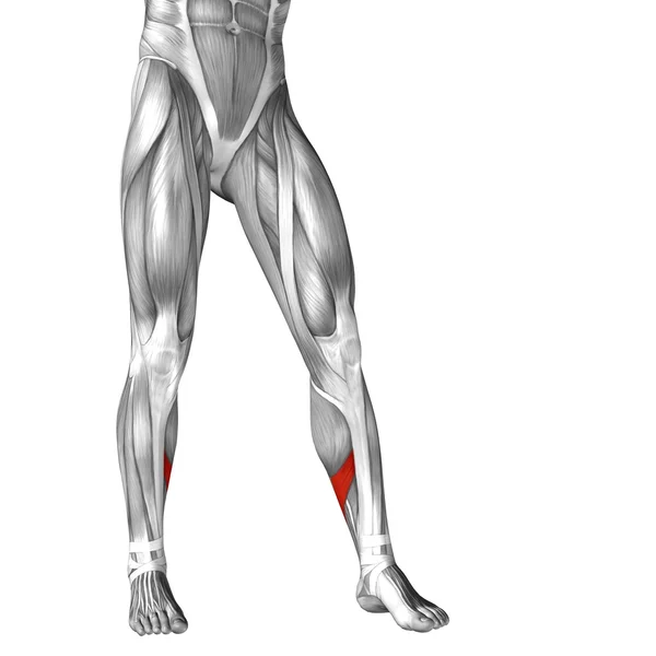 Mänskliga underbenen — Stockfoto