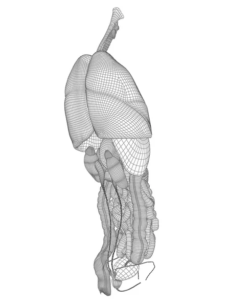 Sistema digestivo de malha wireframe — Fotografia de Stock