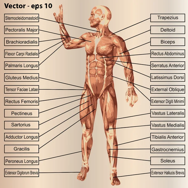 Anatomía con músculos y texto — Vector de stock