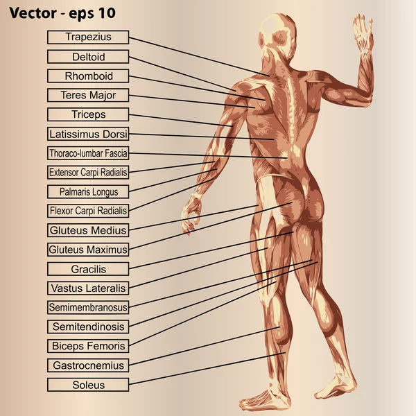 Anatomie met spieren en tekst — Stockvector