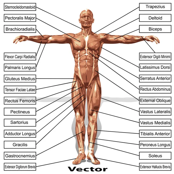 Anatomi med muskler text — Stock vektor