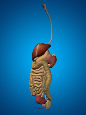 İnsan sindirim sistemi