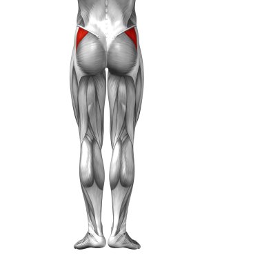 human legs anatomy clipart