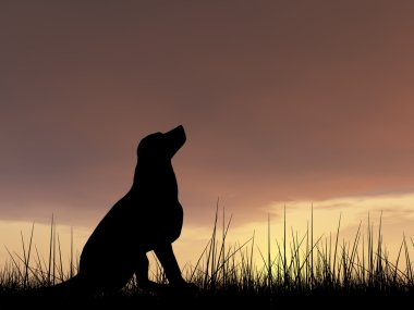 siyah köpek siluet