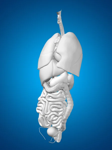 Internal abdominal or thorax organs — Stock Photo, Image