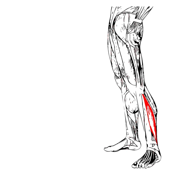 Anatomia das pernas inferiores — Fotografia de Stock