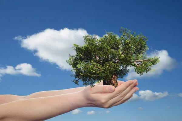 Mujer mano sosteniendo árbol — Foto de Stock