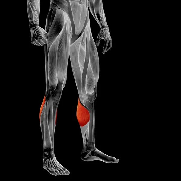 Concepto o conceptual 3D anatomía de la parte inferior de la pierna humana o anatómica y muscular aislado sobre fondo negro —  Fotos de Stock