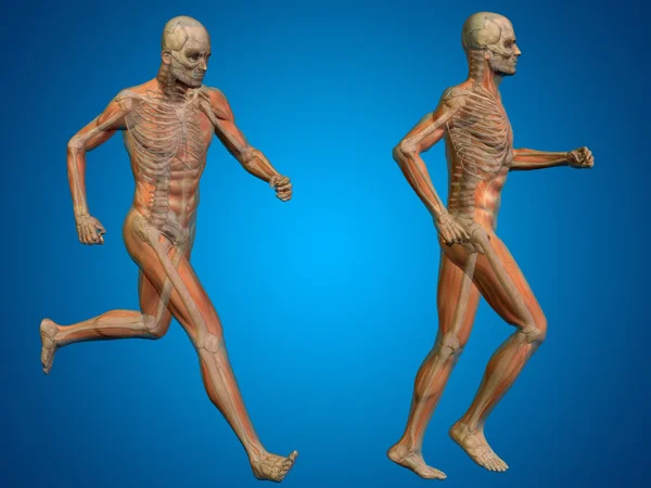 Human man or male skeletons — Stock Photo, Image