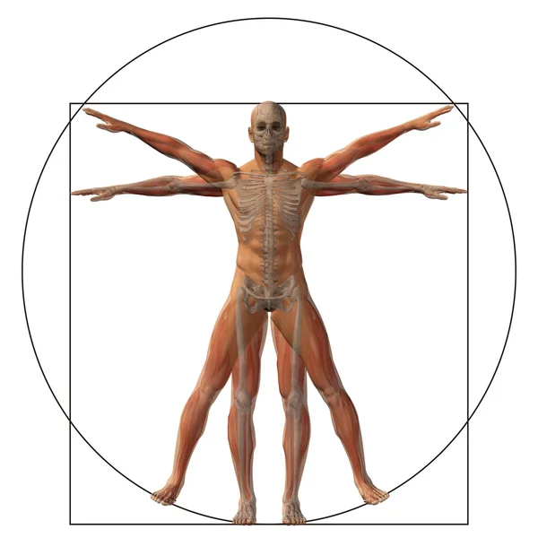 Vitruvian mens of man — Stockfoto