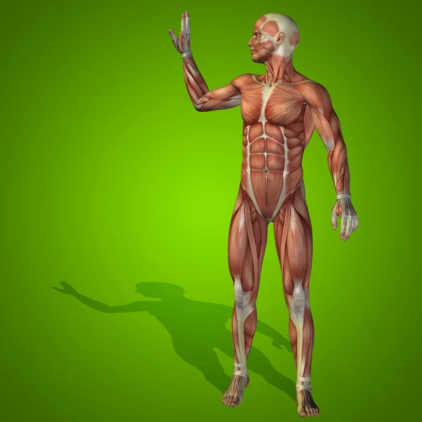 解剖身体的肌肉 — 图库照片