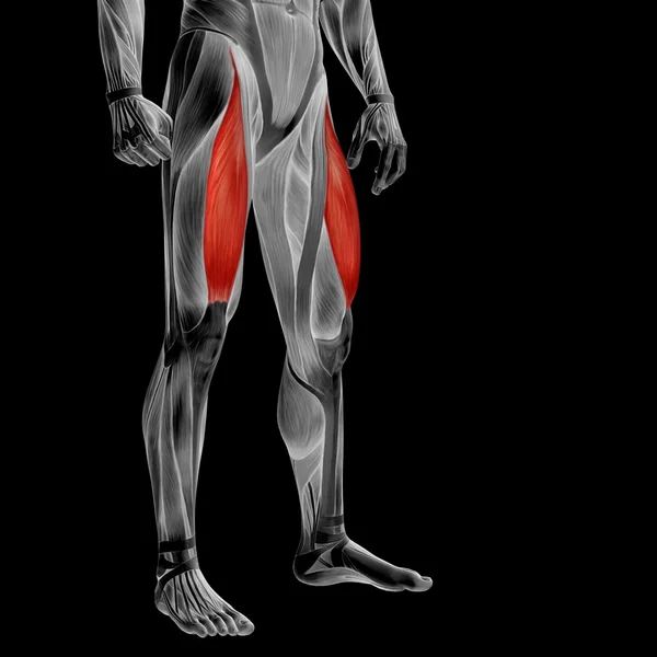 Concept or conceptual 3D human upper leg anatomy or anatomical and muscle isolated on black background — Stock Photo, Image