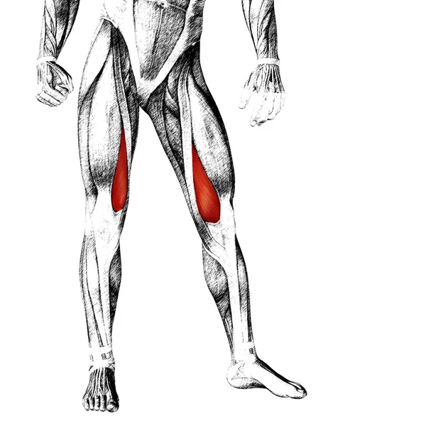 Anatomie der menschlichen Oberbeine — Stockfoto