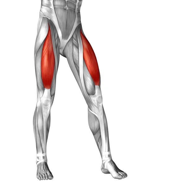 Human legs anatomy — Stock Photo, Image