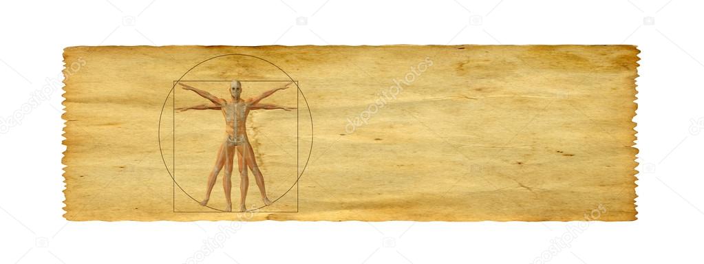 conceptual vitruvian human