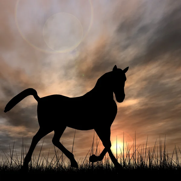 Sílhueta de cavalo preto — Fotografia de Stock