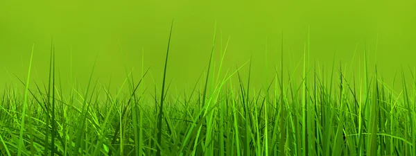 Grass field or lawn — Stock Photo, Image