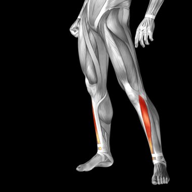 insan alt bacaklar anatomisi