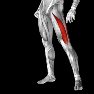 insan üst bacaklar anatomisi