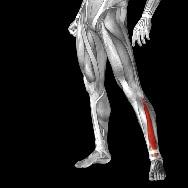 Anatomie člověka nižší nohy — Stock fotografie