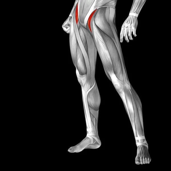 Human upper legs anatomy — Stock Photo, Image