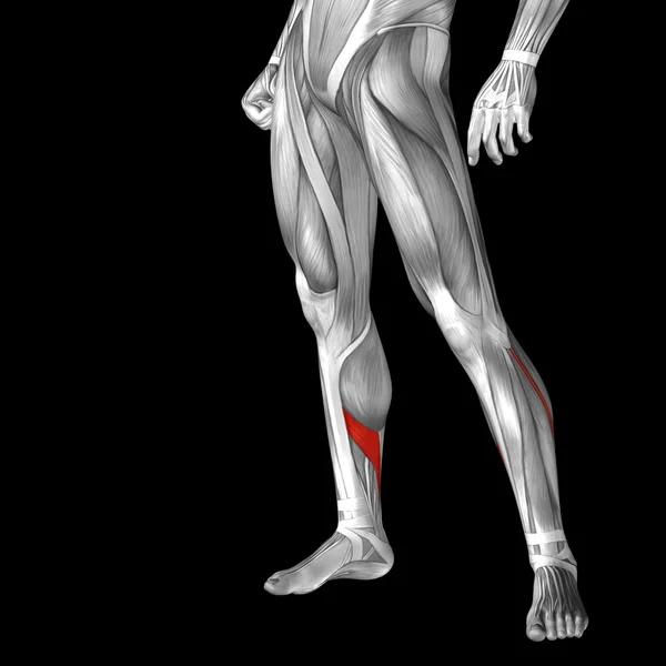 Anatomia delle gambe inferiori umane — Foto Stock