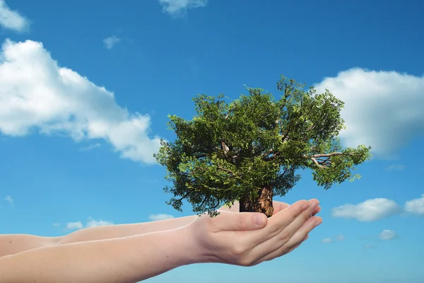 Mujer manos sosteniendo árbol — Foto de Stock