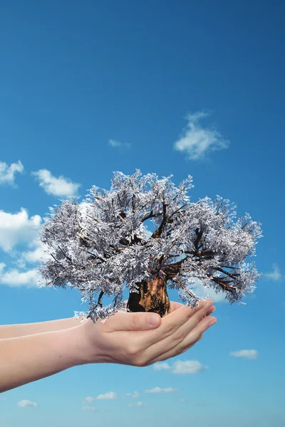 Mujer manos sosteniendo árbol — Foto de Stock