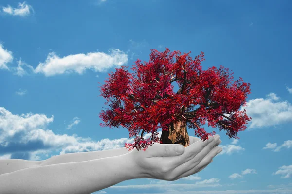 Mujer manos sosteniendo árbol — Foto de Stock