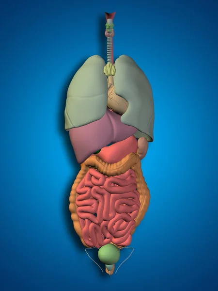 Innere Organe des Bauches oder Brustkorbs — Stockfoto