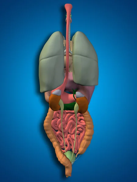 Human  abdominal or thorax organs — Stock Photo, Image