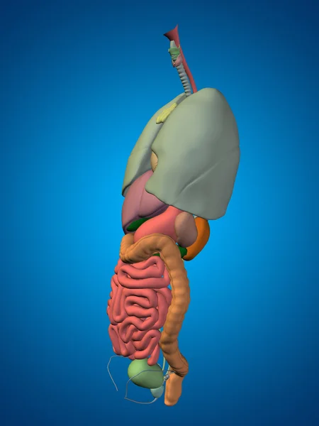Iç organları karın veya Toraks — Stok fotoğraf