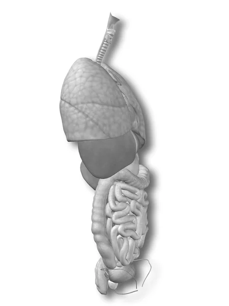 Organes abdominaux ou thoraciques internes — Photo