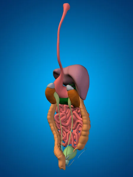 Sistema digestivo humano — Fotografia de Stock
