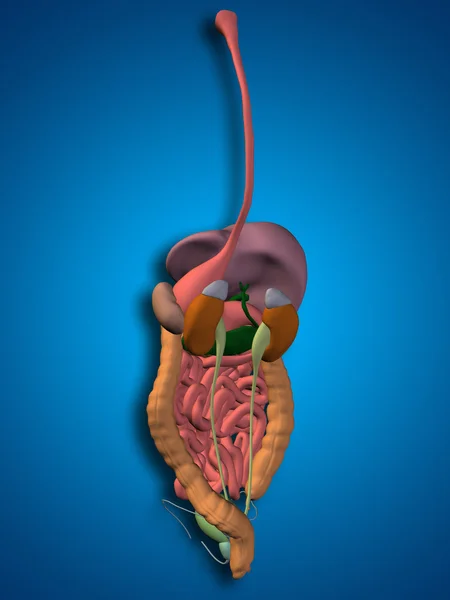 Sistema digestivo humano — Fotografia de Stock