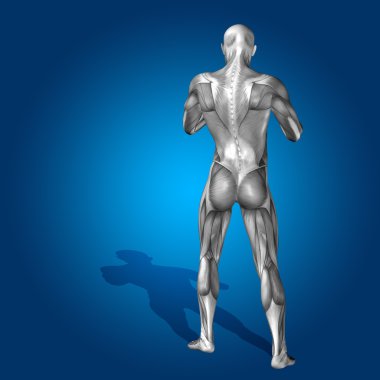 Kavram ya da kavramsal stong adam anatomisi