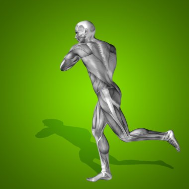 Anatomi vücut kasları ile