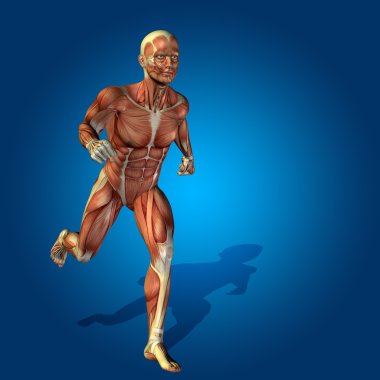 kavramsal stong adam anatomisi