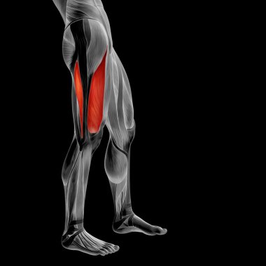 üst bacaklar anatomisi