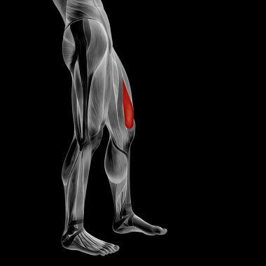 üst bacaklar anatomisi