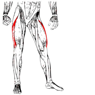 insan üst bacaklar anatomisi