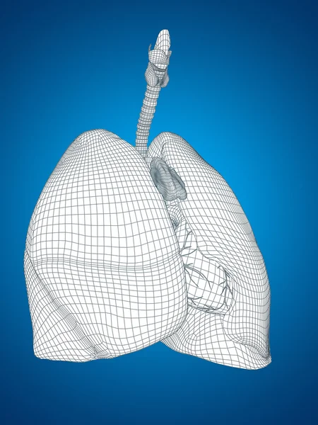 Model szkieletowy siatka układu oddechowego — Zdjęcie stockowe