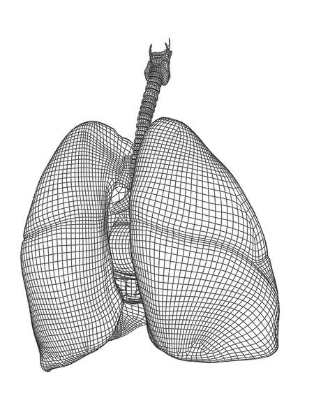 Sistema respiratorio de malla de alambre humano — Foto de Stock