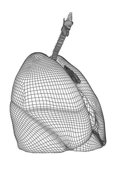 Human wireframe mesh respiratory system — Stock Photo, Image