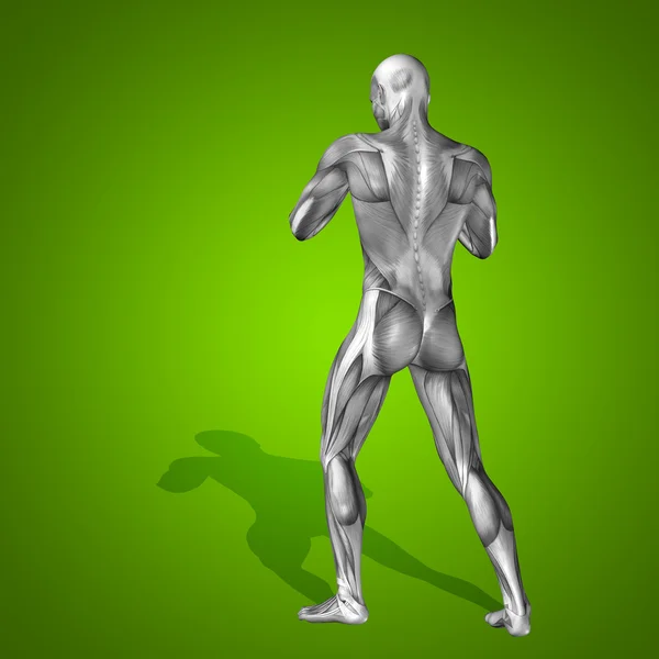Anatomie těla se svaly — Stock fotografie